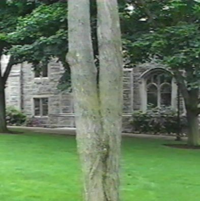 Bifurcating tree - WGP.jpg